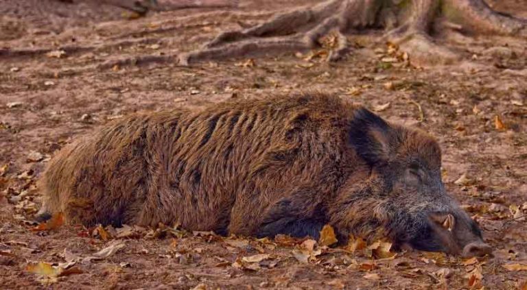 wild-boar-2