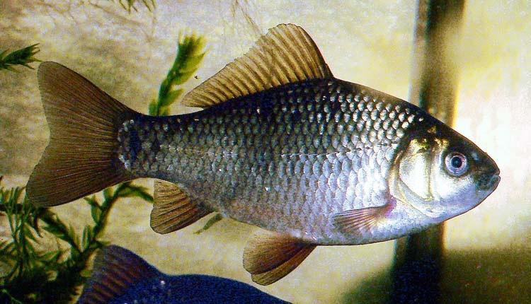 CarassiusCarassius